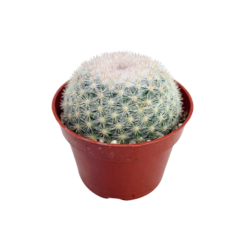 Mammillaria candida | Snowball Cactus