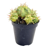 Euphorbia meloformis Variegata | Variegated Melon Spurge
