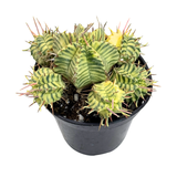 Euphorbia meloformis Variegata | Variegated Melon Spurge