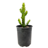 Euphorbia Trigona variegata | Euphorbia 'Mint Cream'