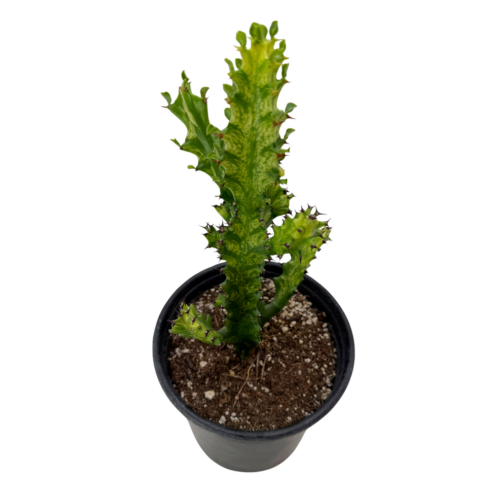 Euphorbia Trigona variegata