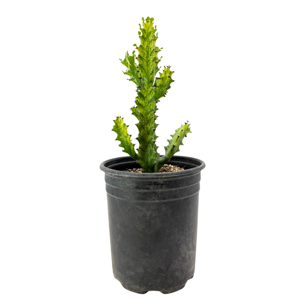 Euphorbia Trigona variegata | Euphorbia 'Mint Cream'