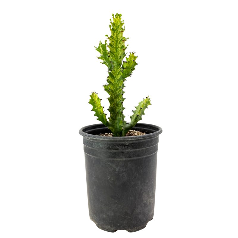 Euphorbia Trigona variegata | Euphorbia 'Mint Cream'