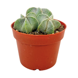Astrophytum myriostigma Cluster | Bishop's Cap Cactus Cluster