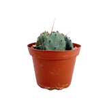 Opuntia macrocentra | Purple Prickly Pear