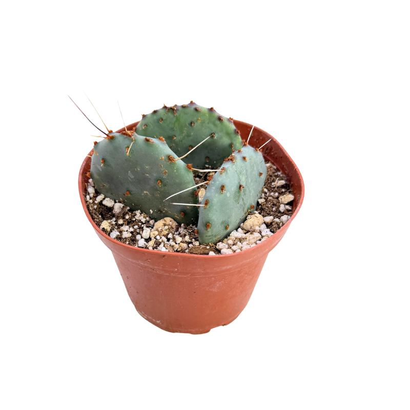 buy purple prickly pear cactus Opuntia macrocentra