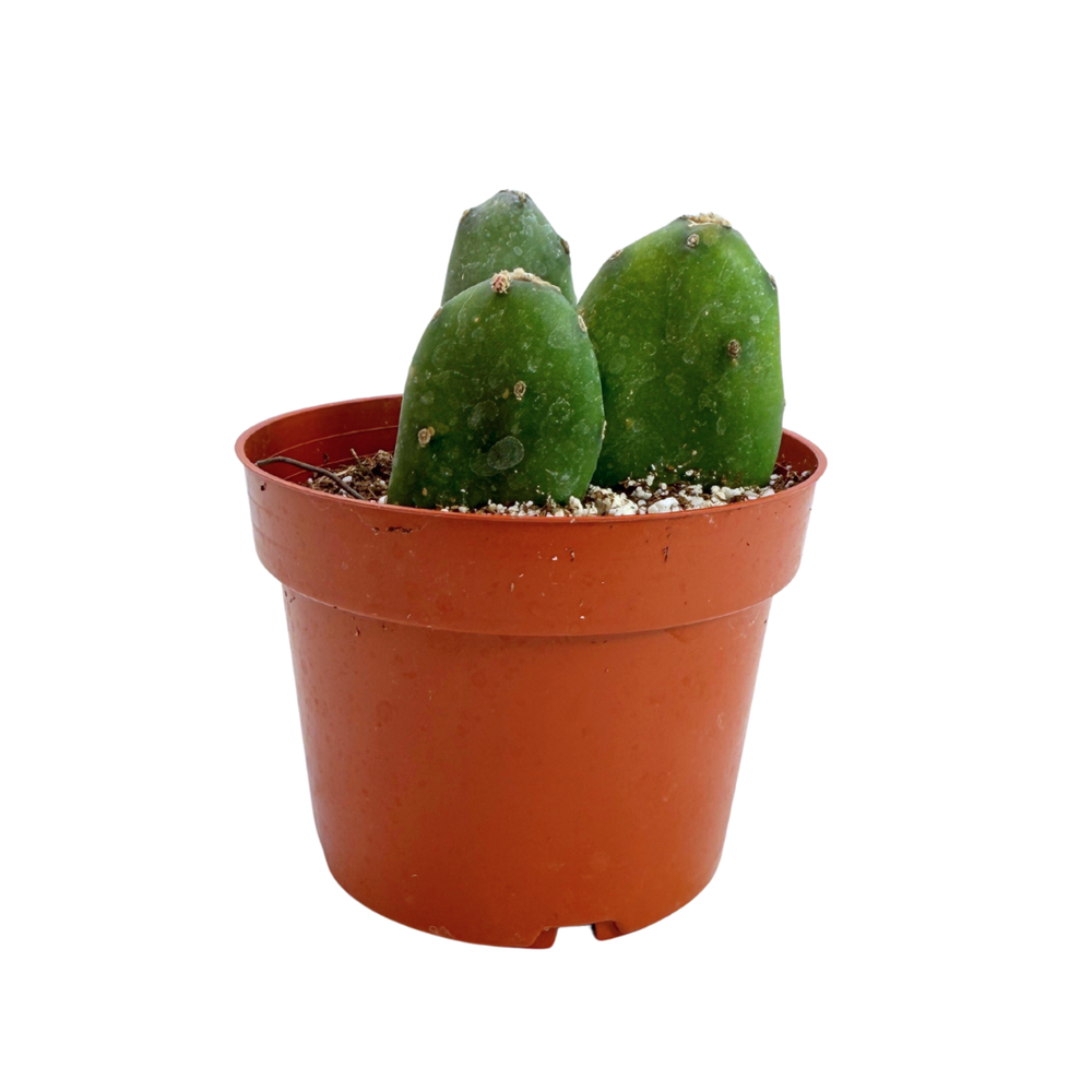 prickly pear cactus weight loss Opuntia quimilo