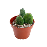 Opuntia quimilo | Fat Finger Prickly Pear