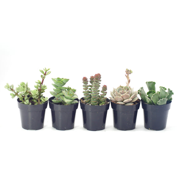 small succulent pots home depot Assorted Beginner Plants – Lazy Gardens
