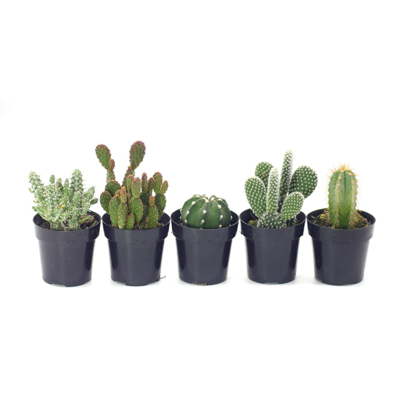 types of mini cactus Assorted Cactus – Lazy Gardens