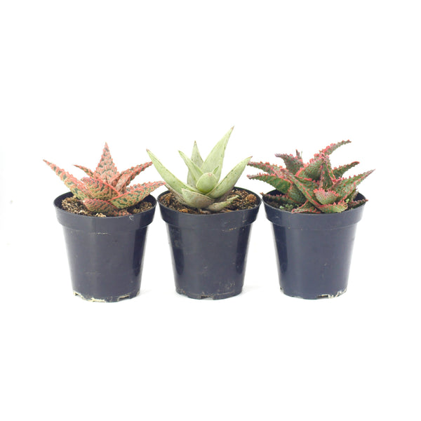 Assorted Star Aloe Hybrids - Lazy Gardens