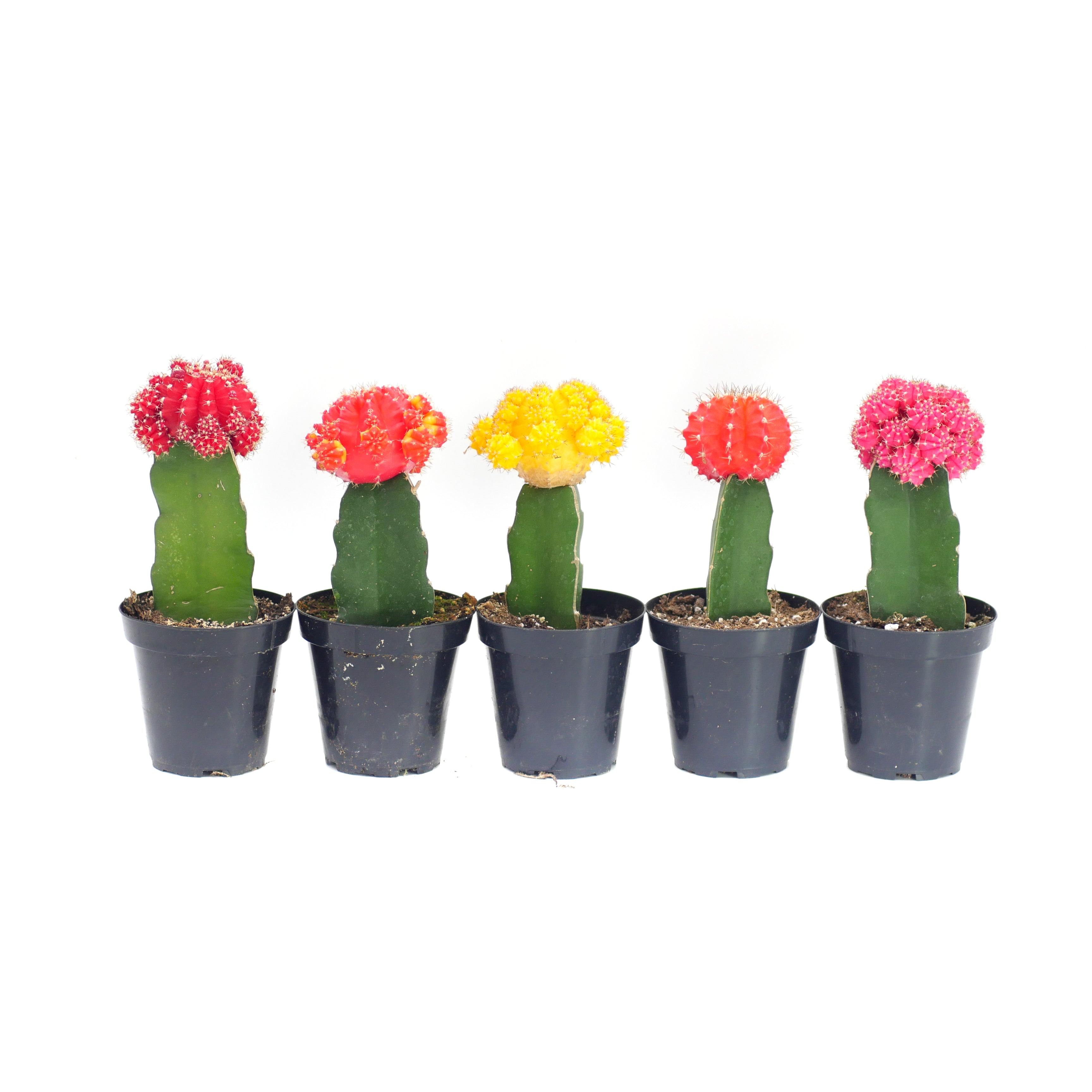 types of moon cactus Assorted Moon Cactus – Lazy Gardens