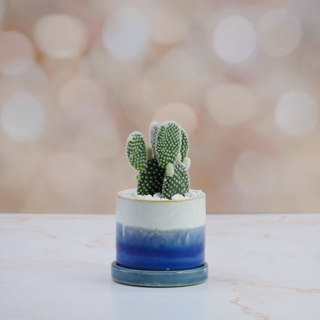 giant jewel succulent Aloinopsis malherbei