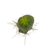 Penis Cactus | Long Form | Trichocereus bridgesii monstrose