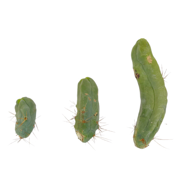 Penis Cactus | Long Form | Trichocereus bridgesii monstrose