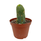 Penis Cactus | Long Form | Trichocereus bridgesii monstrose