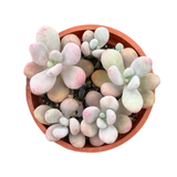 Pachyphytum Oviferum | Pink Moonstones
