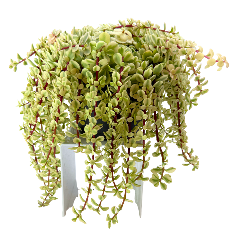 Portulacaria afra 'Sun Kissed'