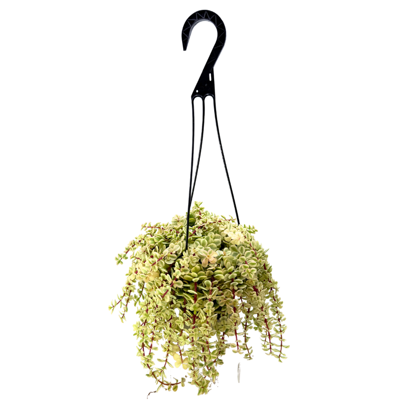 Portulacaria afra 'Sun Kissed'