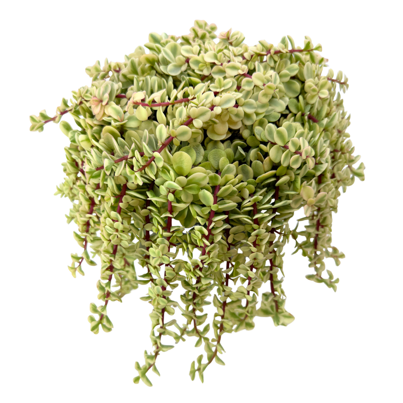 Portulacaria afra 'Sun Kissed'