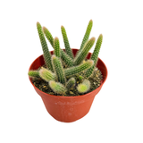 Hildewintera Aureispina | Rat Tail Cactus