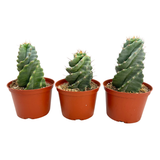 Cereus forbesii Spiralis | Spiral Cactus