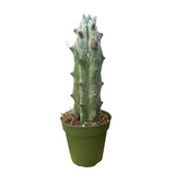 Stenocereus beneckei | Ghost White Boobie Cactus