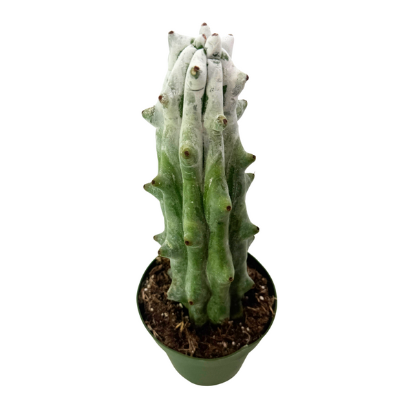 Stenocereus beneckei