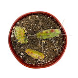 Opuntia Sunburst | Sunburst Prickly Pear