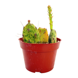 Opuntia Sunburst | Sunburst Prickly Pear