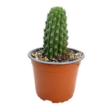 Trichocereus brevispinulosus | Indian Comb Cactus