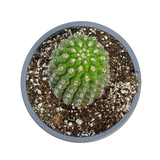 Trichocereus brevispinulosus | Indian Comb Cactus