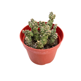 Opuntia fragilis | Brittle Prickly Pear