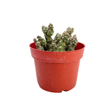 Opuntia fragilis | Brittle Prickly Pear