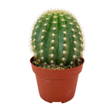 Trichocereus 'Flying Saucer' | Torch Cactus hybrid