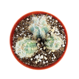 Pilosocereus Pachycladus | Wooly Blue Torch