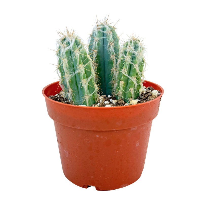 Pilosocereus Pachycladus