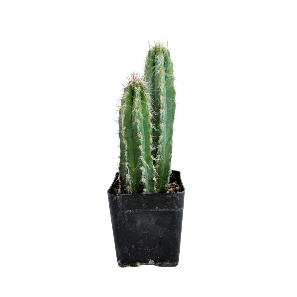 Pilosocereus Pachycladus | Wooly Blue Torch – Lazy Gardens