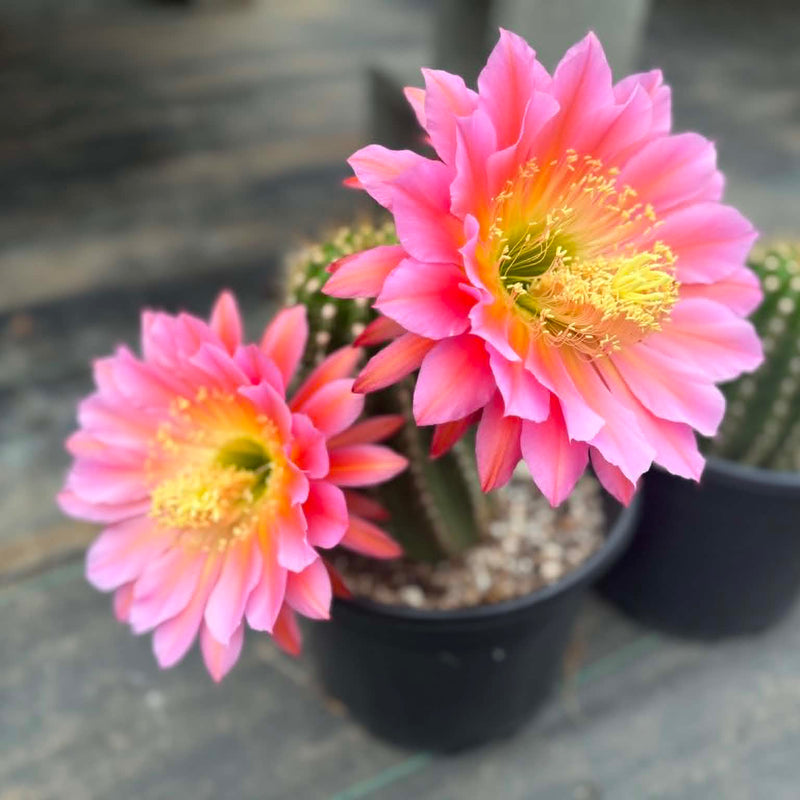 Trichocereus 'Flying Saucer' | Torch Cactus hybrid – Lazy Gardens