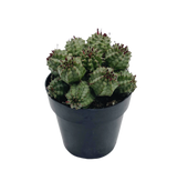 Suzannae | Euphorbia Suzannae