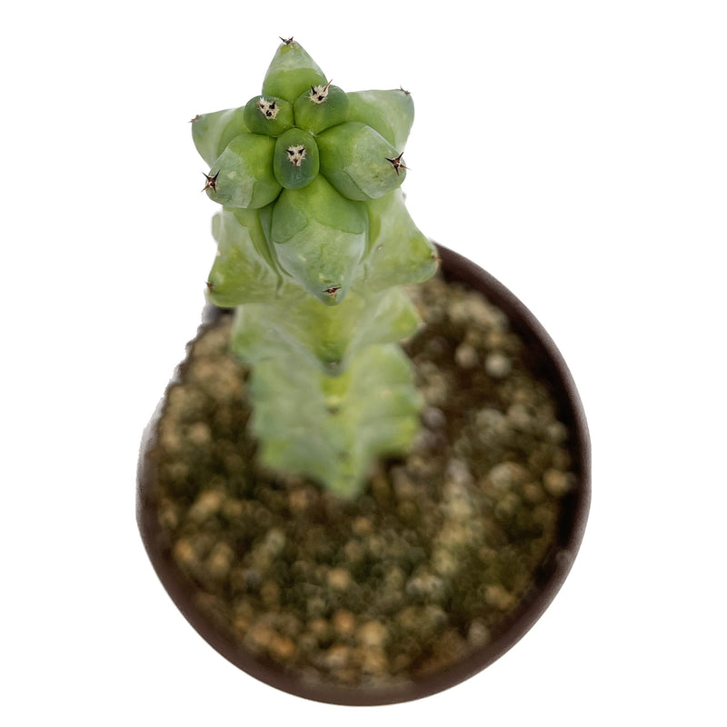 Boobie Cactus | Myrtillocactus geometrizans Fukurokuryuzinboku