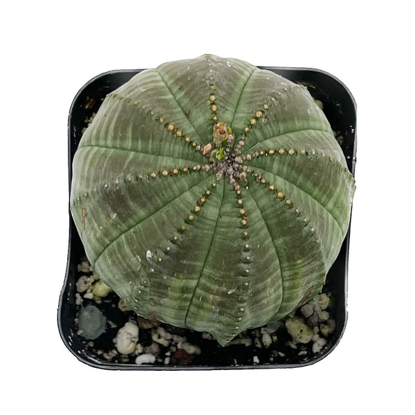 Baseball Plant | Euphorbia Obesa