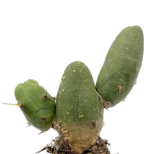 Penis Cactus | Short Form | Trichocereus bridgesii monstrose