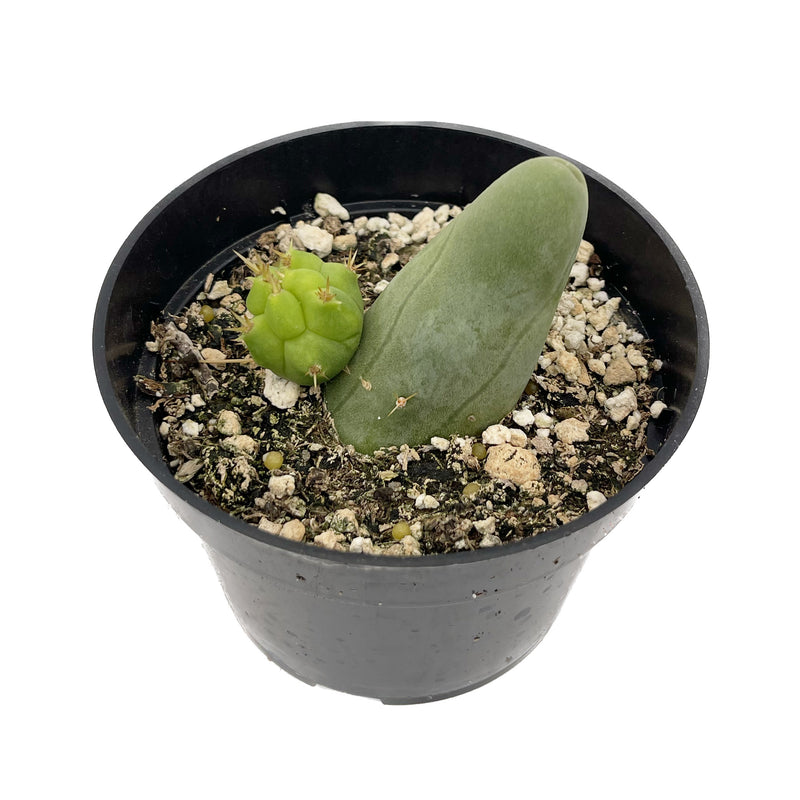 Penis Cactus | Short Form | Trichocereus bridgesii monstrose