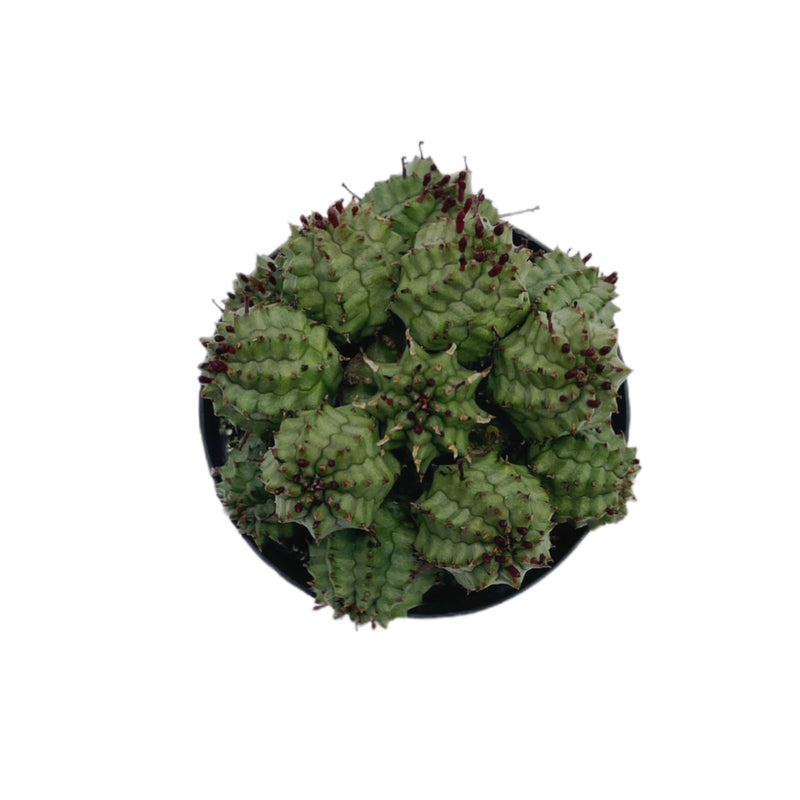 Suzannae | Euphorbia Suzannae
