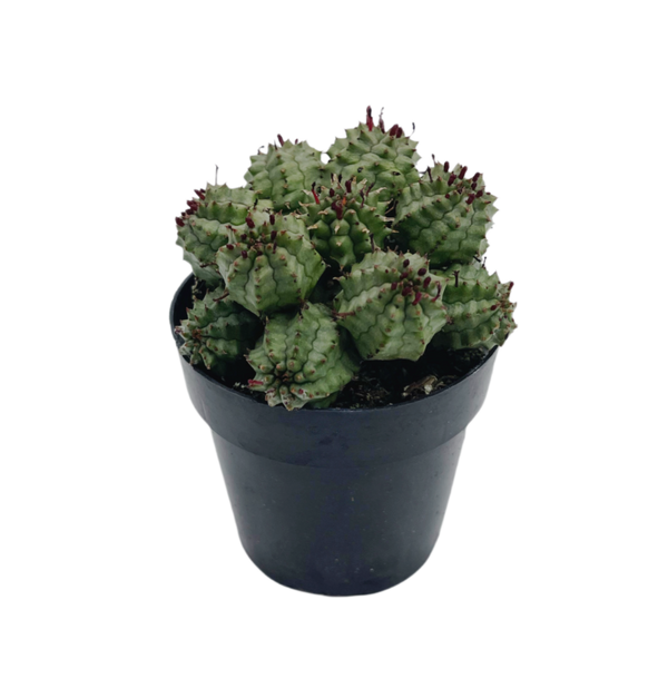 Suzannae | Euphorbia Suzannae