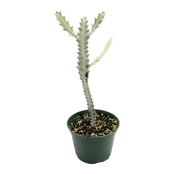 Euphorbia Lactea Variegata | White Ghost Euphorbia - Lazy Gardens
