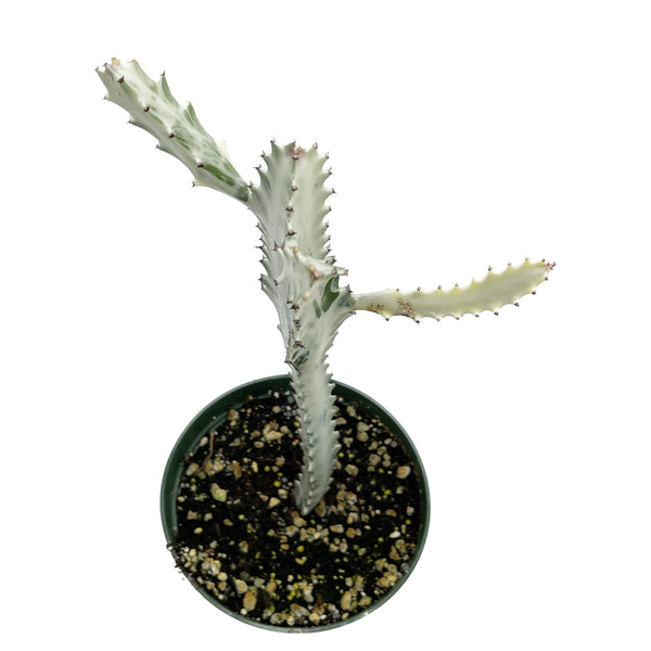 Euphorbia Lactea Variegata | White Ghost Euphorbia - Lazy Gardens