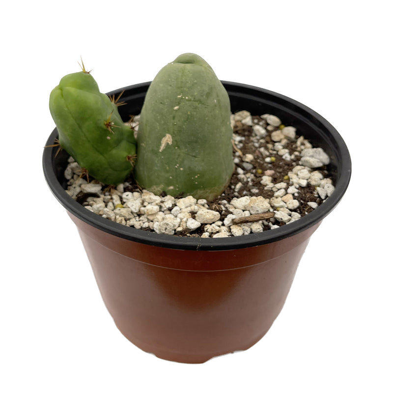 Penis Cactus | Short Form | Trichocereus bridgesii monstrose