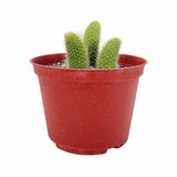 Cleistocactus colademononis | Monkey Tail Cactus